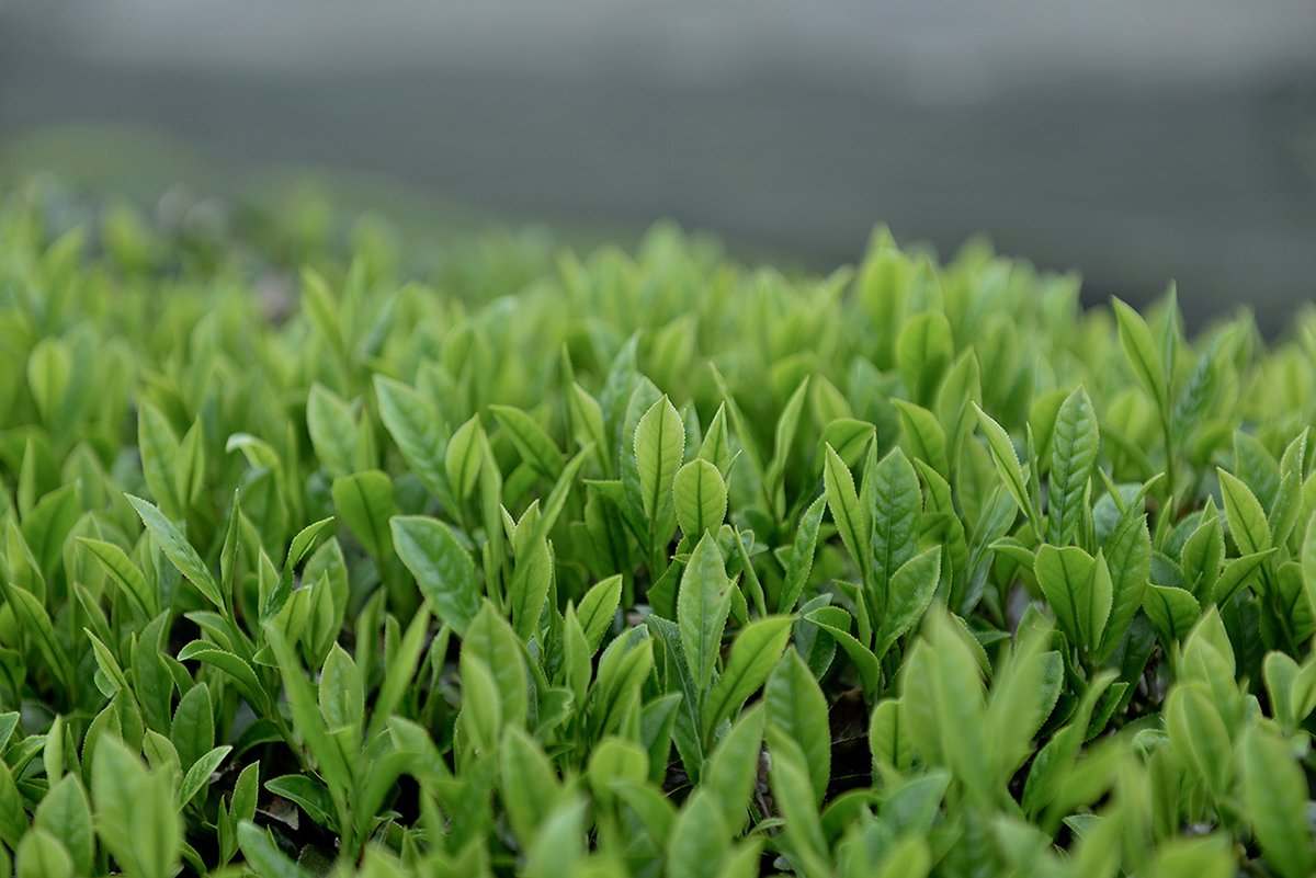 深圳品牌設計  深圳品牌策劃  茶查理茶業(yè)品牌形象設計  場景拍攝